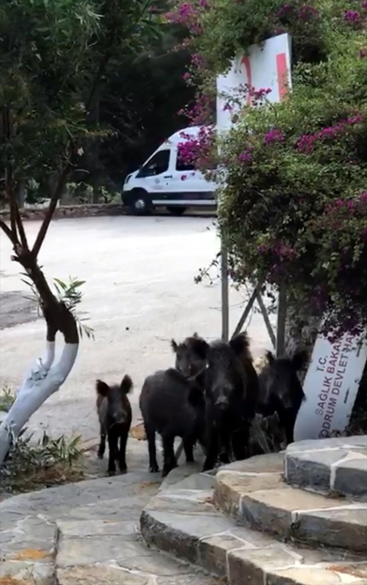 Aç kalan domuzlar devlet hastanesi bahçesine indi