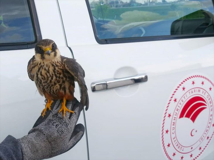 Konya'da yaralı halde bulunan kızıl şahin ve doğan tedaviye alındı