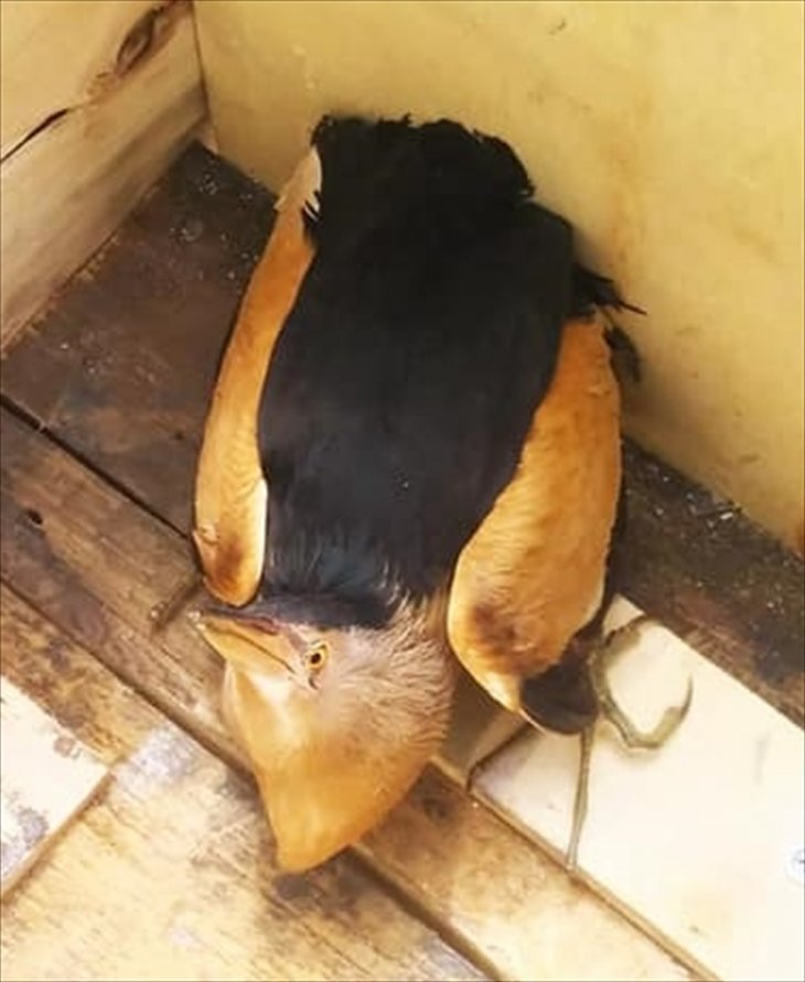 Konya'da yaralı balaban kuşu koruma altına alındı