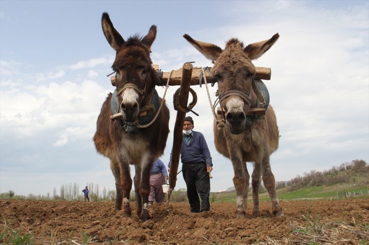 Konya'da çiftçilerin 'atlı eşekli' fasulye ekimi mesaisi