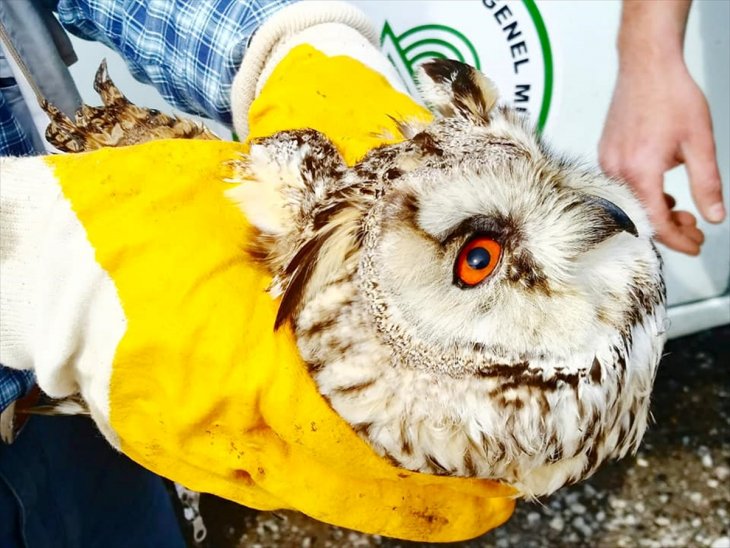 Konya'da yaralı halde bulunan baykuş ve bıldırcın kılavuzu tedavi altına alındı