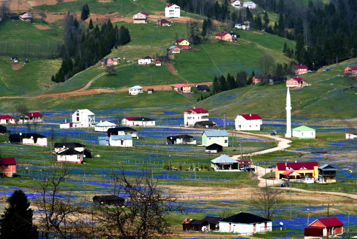 Tonya’nın Mor Yaylası, sahiplerine kaldı