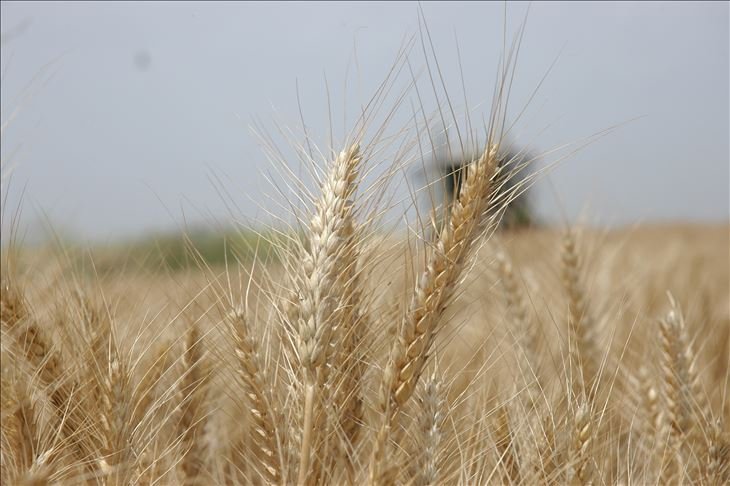 Toprak Mahsulleri Ofisi'nden hububat alım açıklaması