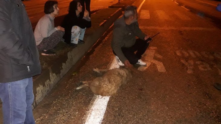 Veteriner çarptığı köpeği polislerin yardımıyla kliniğine götürdü