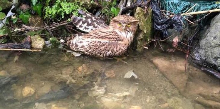 Geçen hafta ilk kez görüntülenmişti! Balık baykuşu avcı kurbanı oldu