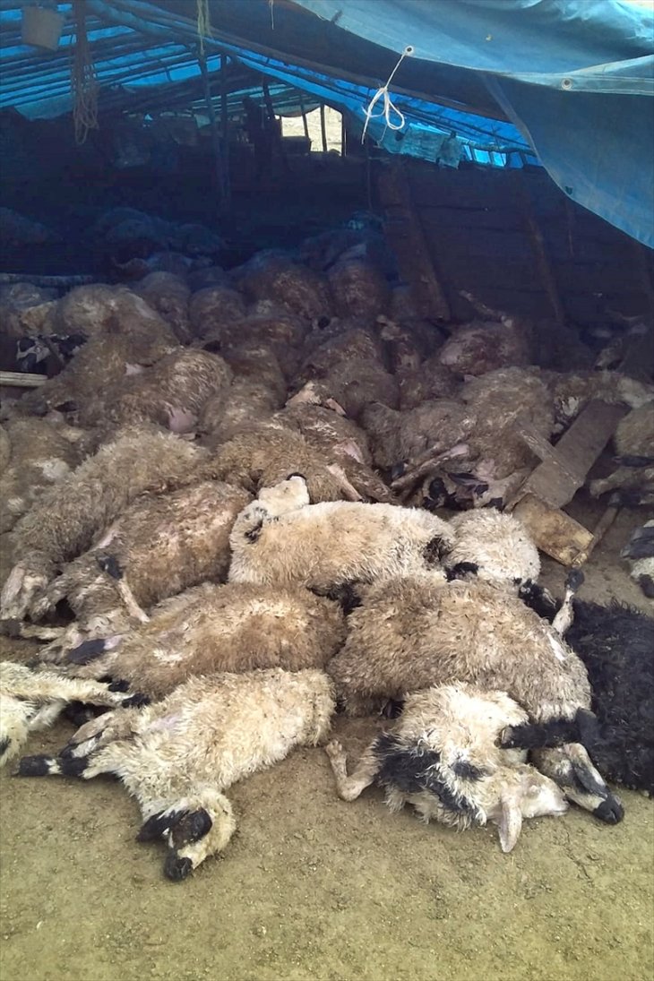 Ağıla giren kurtlar, 120 koyunu telef etti.