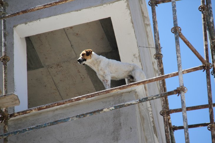 Konya'da inşaat halindeki binanın balkonuna çıkan köpeği indirmek için seferber oldular