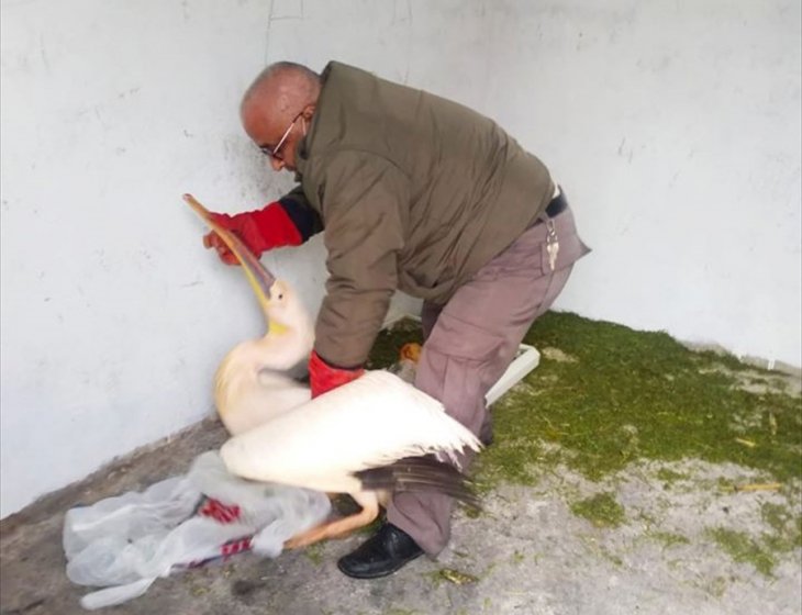 Konya'da yaralı pelikan tedaviye alındı