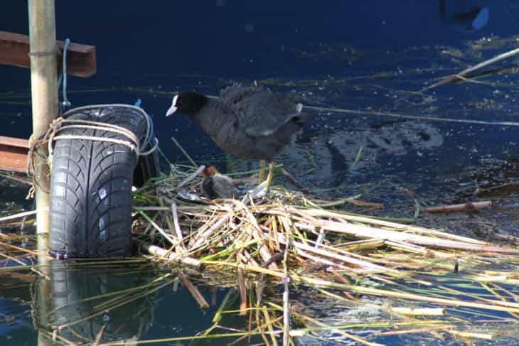 Konya'da oto lastiğine yuva yapan sakarmeke ile yavrusu ilgi odağı oldu