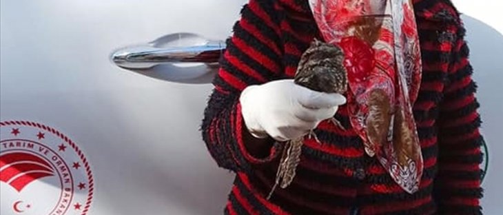 Konya'da yaralı halde bulunan çobanaldatan kuşu tedaviye alındı