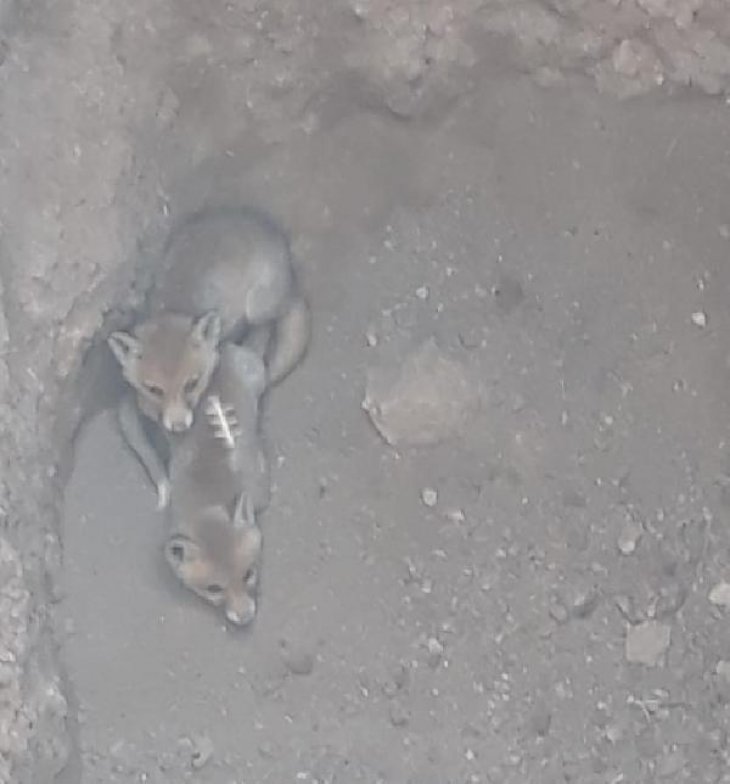 Yavru tilkiler definecilerin kazdığı çukura düştü
