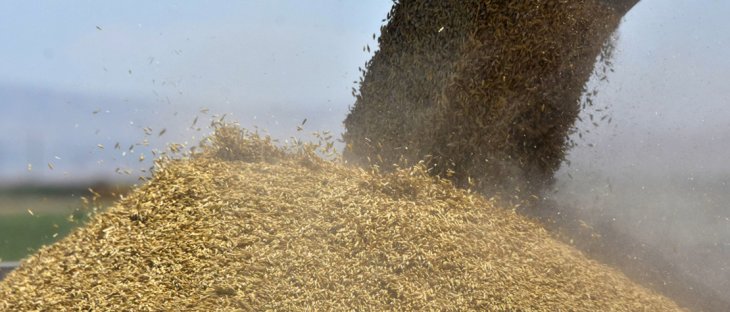 Konya'da buğday rekoltesinde artış bekleniyor
