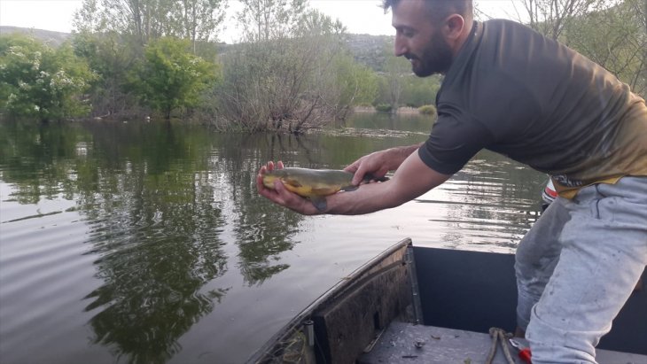 Konya'da baraj gölünde ağ gözlerine takılan canlı balıklar kurtarıldı