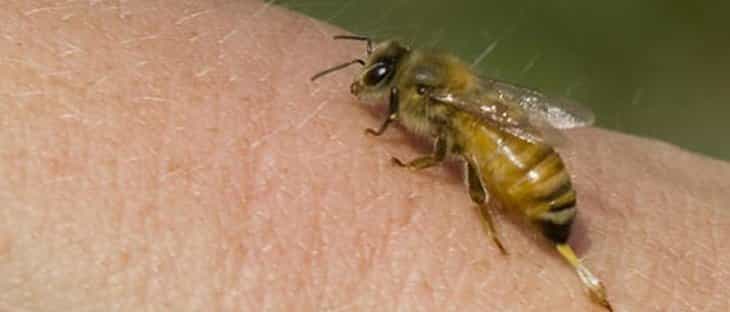 Okul bahçesinde arı saldırısı