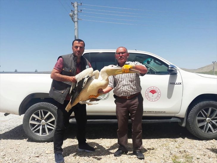 Konya'da yaralı pelikan koruma altına alındı