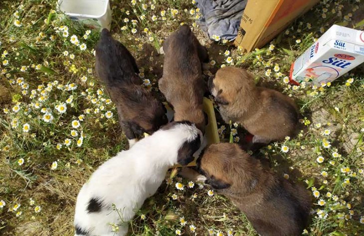 Konya'da tilki yuvasında mahsur kalan yavru köpekleri itfaiye kurtardı