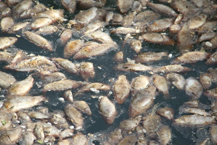 Konya'da göl kenarındaki atıl sulama pompa istasyonunda toplu balık ölümü