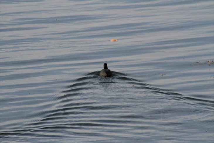Beyşehir Gölü kıyılarına akın eden su kuşları ilgi çekiyor
