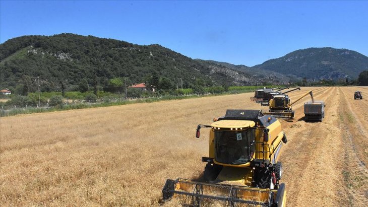 Türkiye'nin ilk buğday hasadı başladı