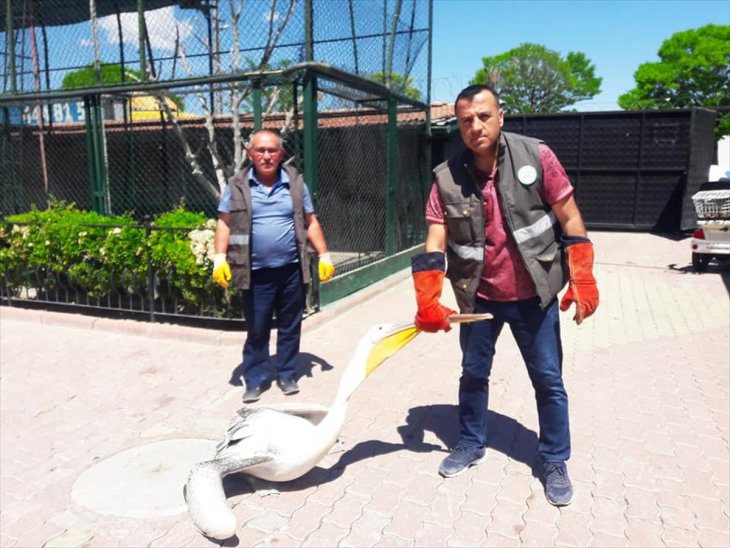 Konya'da yaralı halde bulunan pelikan koruma altına alındı
