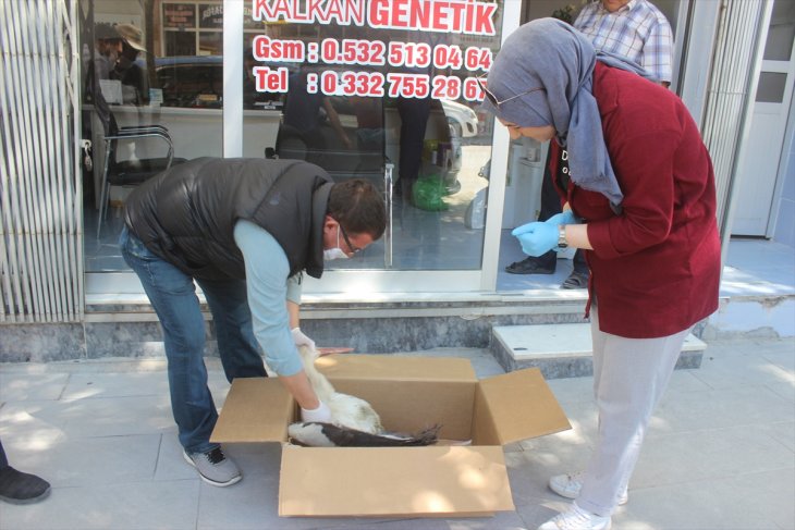 Konya'da yaralı halde bulunan leylek tedavi altına alındı