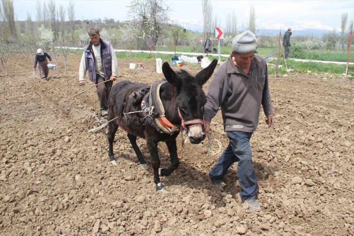 Konya'da asırlardır ata tohumlarıyla şeker fasulyesi üretiyorlar