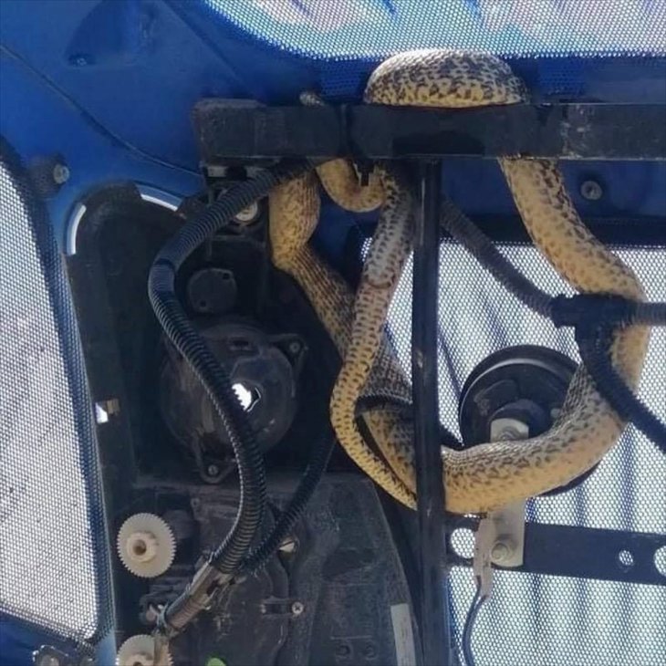 Traktörün motor aksamına giren yılanı itfaiye ekipleri çıkardı