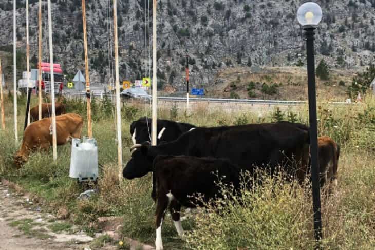 Başıboş hayvanlar Konya-Antalya yolunda tehlike saçıyor