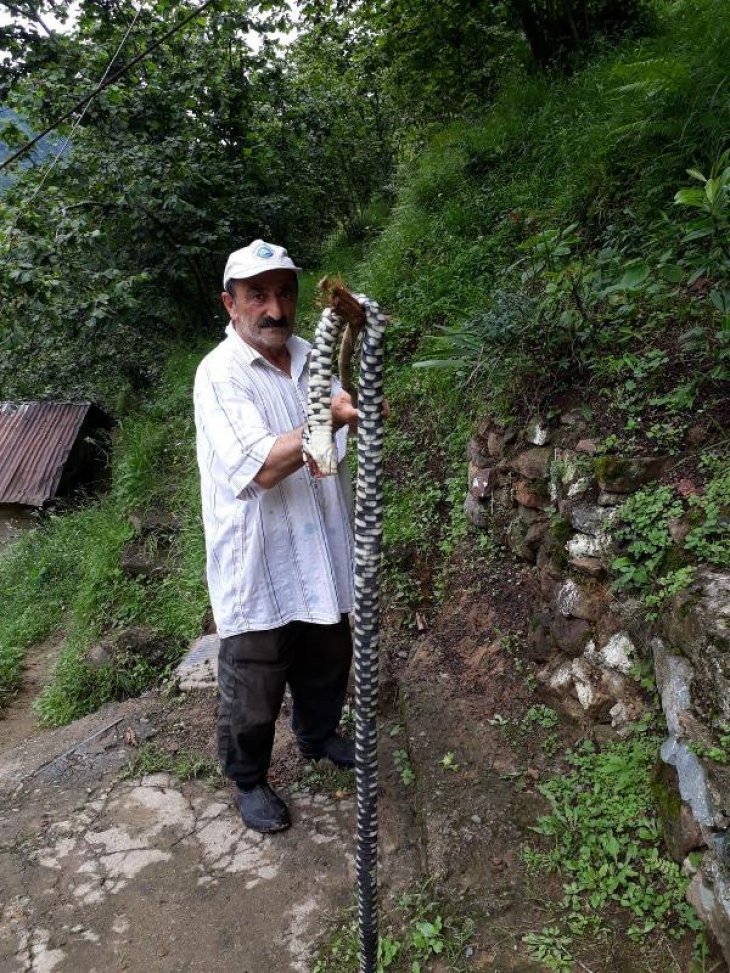Müdür yardımcısı yılan ısırması sonucu öldü, bölge halkı tedirgin