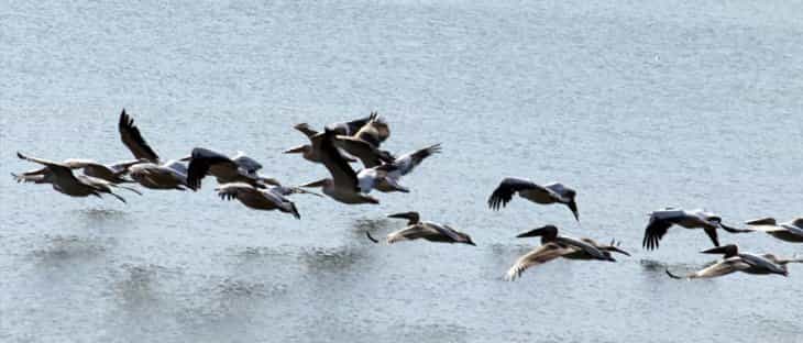 İvriz Barajı pelikanlara ev sahipliği yaptı