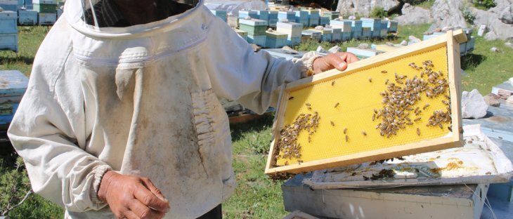 Konya'da arıcılar bu yıl bal verimi ve kalitesinden umutlu