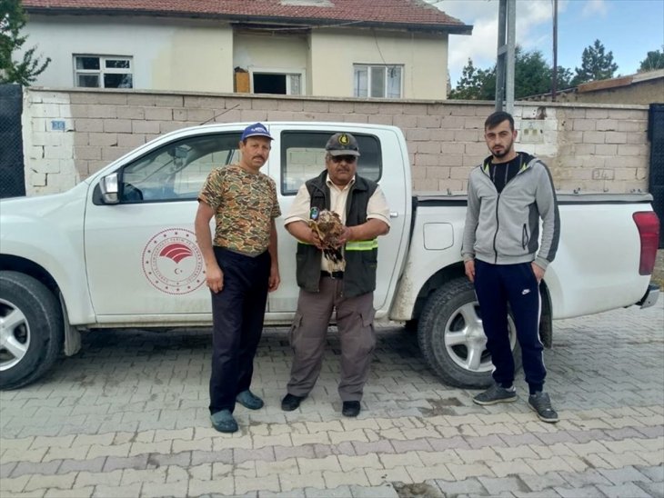 Konya'da yaralı şahin tedaviye alındı