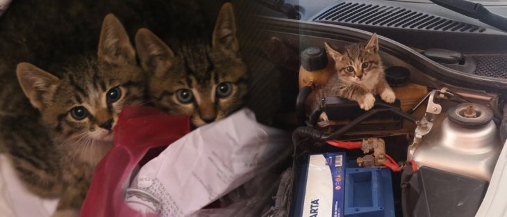 Konya'da 3 yavru kedi otomobilin motor kısmında 20 kilometre yolculuk yaptı
