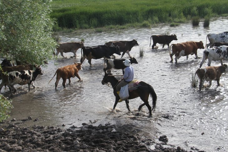 Konya'da baba oğul çoban, göl kıyısında sürüleri atla yönetiyor