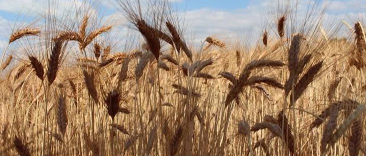 Mardin Ovası'nda bereketli buğday mesaisi