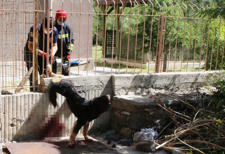 Konya'da ayağı demir korkuluğa sıkışan yaralı köpeği itfaiye kurtardı