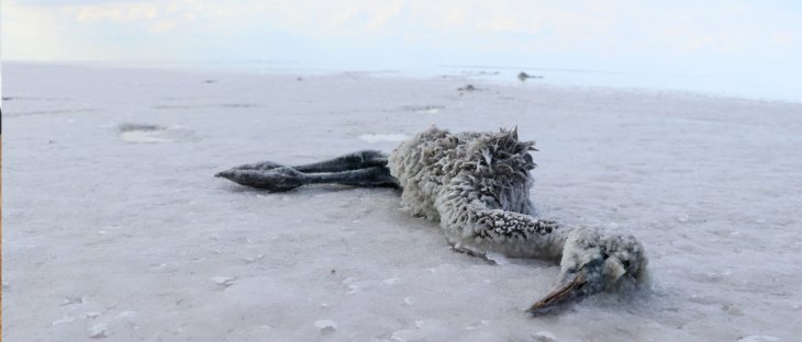 Tuz Gölü'nde endişe verici tablo! Yüzlercesi ölü bulundu