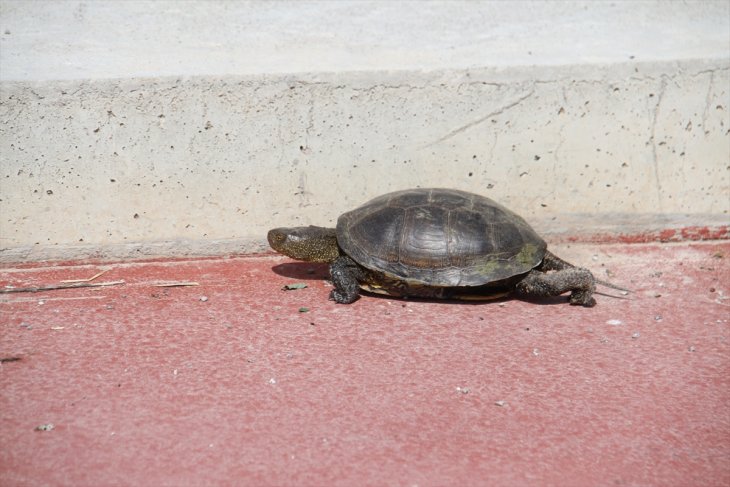 Beyşehir'de 'beton set' engelinden göle geçemeyen kaplumbağalara vatandaştan yardım eli