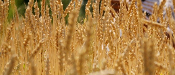 Karapınar'da yılın ilk mahsül arpa satışı gerçekleşti! İşte fiyatı...