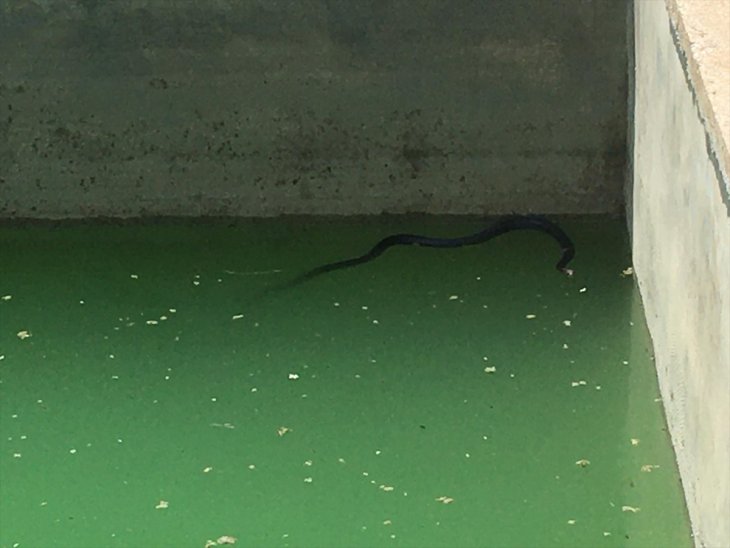 Hadim'de sulama havuzuna düşen yılan kurtarıldı