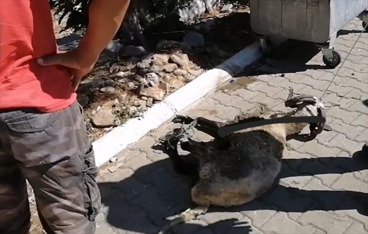 Bunun adı vicdansızlık! Çuval içinde ayakları bağlı şekilde can çekişirken bulundu