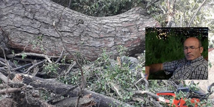 Karaman’da kestiği ağacın altında kalan işçi hayatını kaybetti