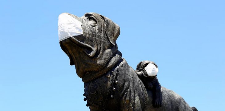 Şehrin simgesi köpek heykeline maske takıldı