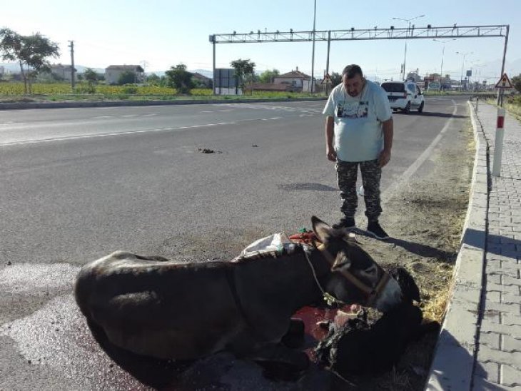 Eşeği, ayağına dolanan ipten kurtardı, doğum yaparken başında ayrılmadı