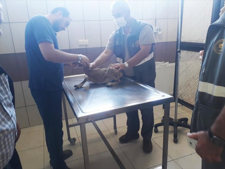 Konya'da bitkin halde bulunan yavru yaban keçisi tedavi altına alındı