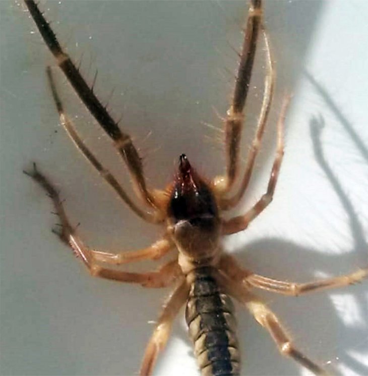 Konya'nın bir ilçesinde daha ölümcül örümcek tedirginliği