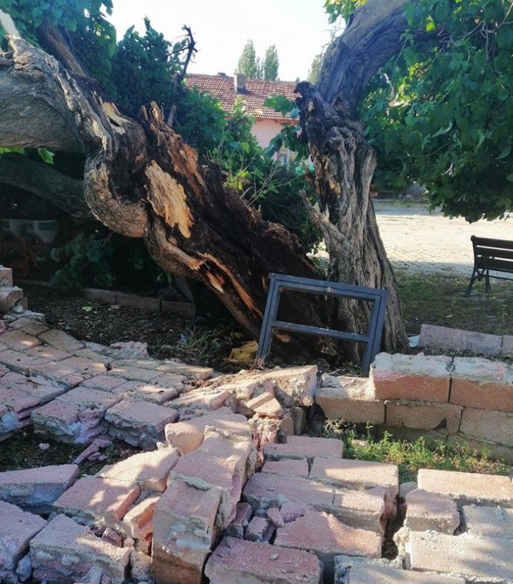 Konya’da yıldırım düşen 150 yıllık ağaç üç parçaya bölündü