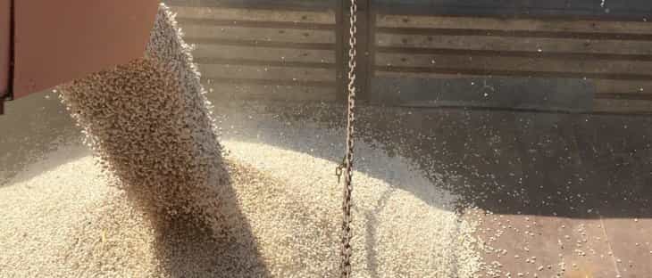 Konya fasulyesinde 53 bin tonluk rekolte beklentisi
