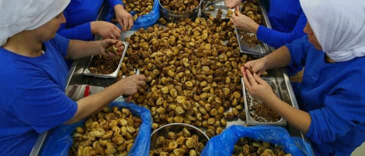 Kuru incir üretimi rekora koşuyor