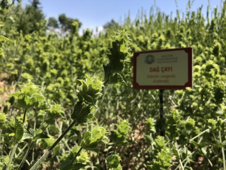 Selçuk Üniversitesinden 'dağ çayı' atağı